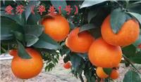 愛(ài)莎